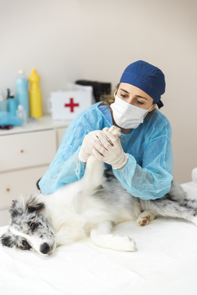 Veterinarian examining a dog in a modern clinic