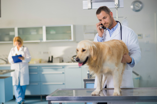 Veterinarian conducting a JoinVet consultation in a modern clinic