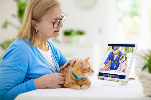 Pet owner using the JoinVet app with their cat
